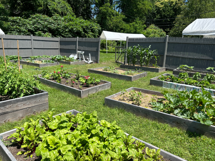 garden beds